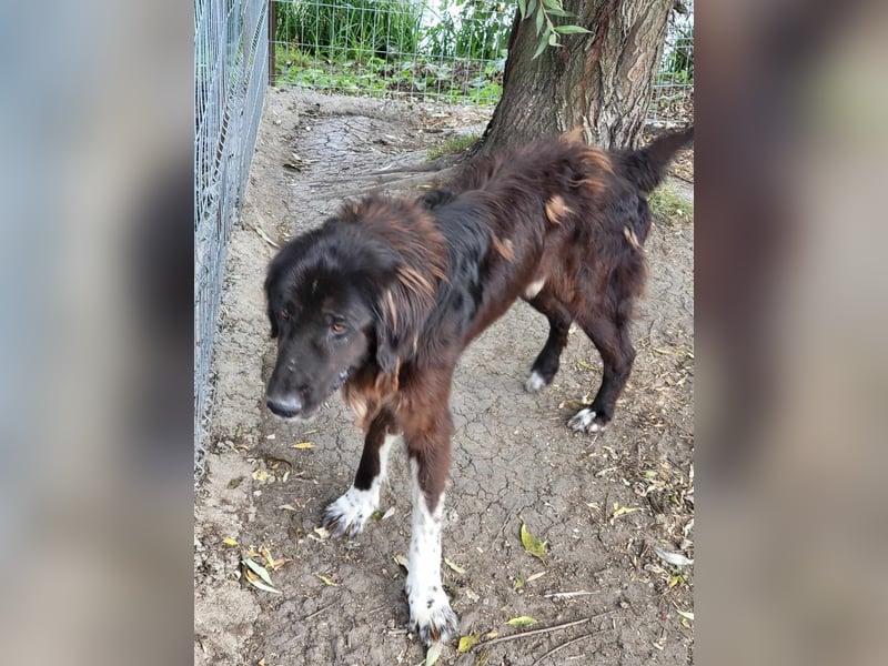 Sir Gawain - gerettet aus der Tötung von Moreni/Rumänien