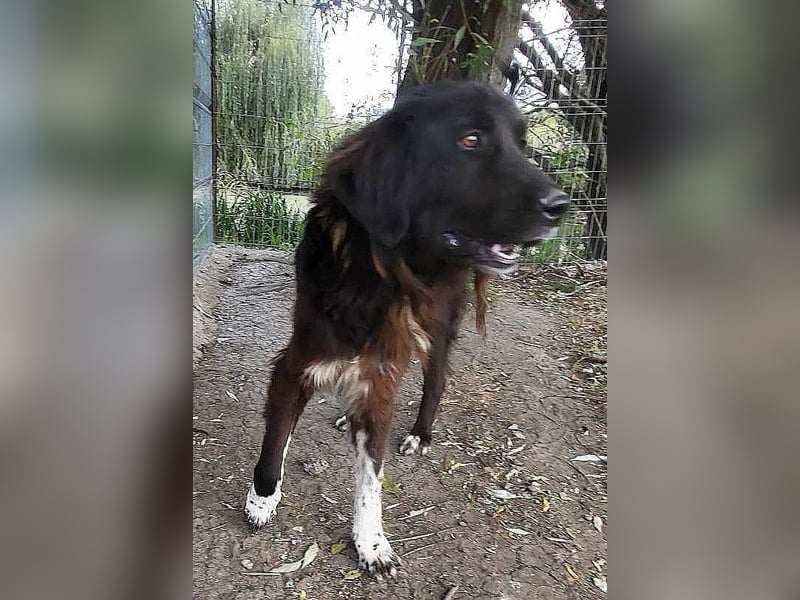 Sir Gawain - gerettet aus der Tötung von Moreni/Rumänien