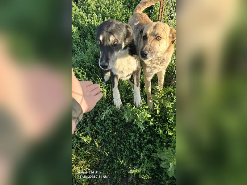 NABILIA ♥  - Gerettet aus der Tötung von Moreni