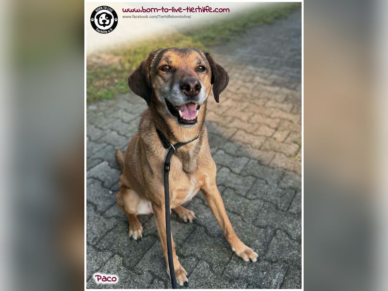 Hübscher Paco sucht ein neues Zuhause