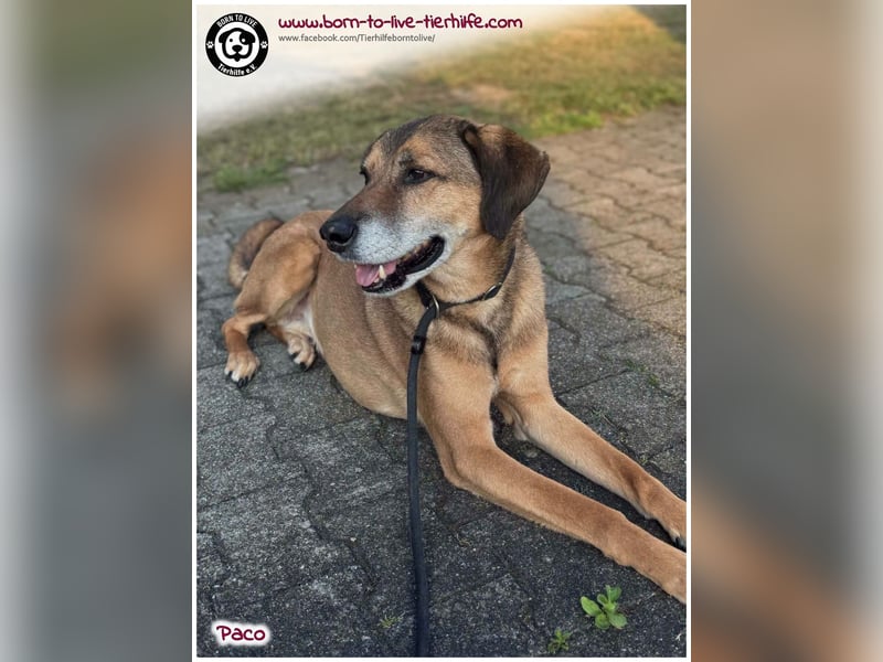 Hübscher Paco sucht ein neues Zuhause
