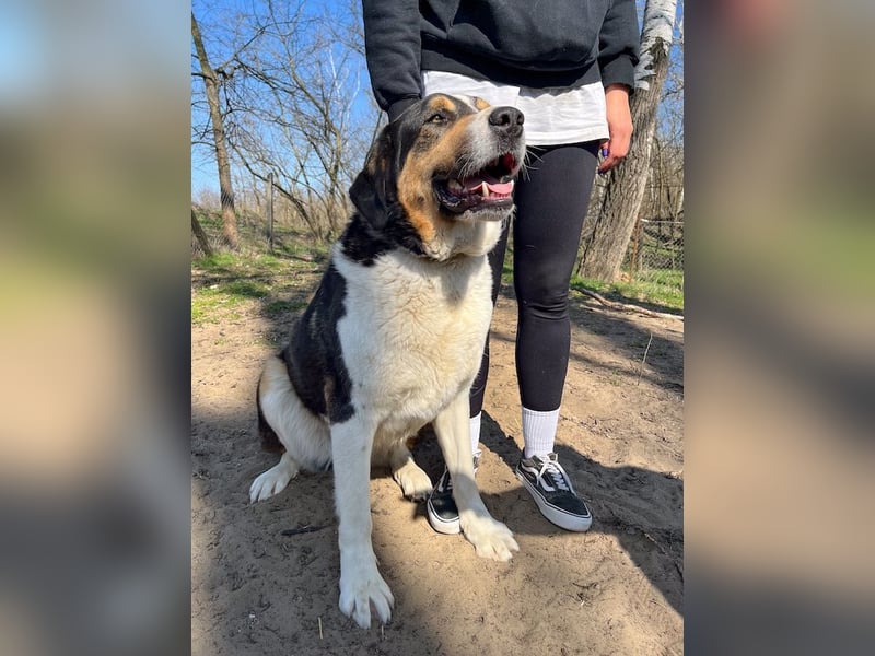 Balu, herzensguter Rüde, ca. 3 Jahre, ca. 70 cm, ca. 36 kg