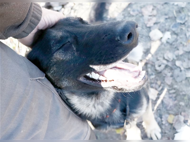 Galoca, cooler Schäferhund-Mix-Rüde, ca. 1 Jahr, ca. 60 cm, ca. 22 kg