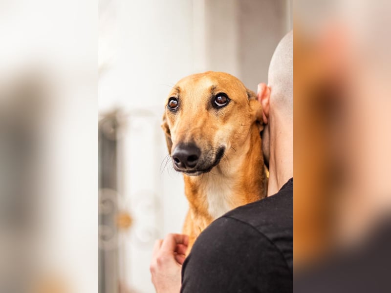 Tornado, sportlicher Gefährte, ca. 8 Monate, ca. 64 cm, ca. 17 kg *in 76316 Malsch *