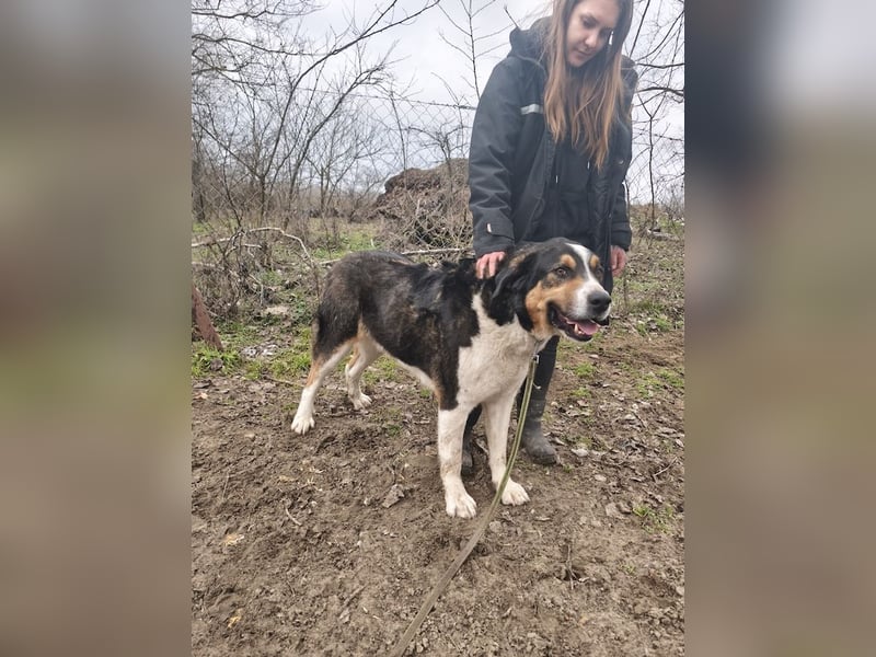 Balu, herzensguter Rüde, ca. 3 Jahre, ca. 70 cm, ca. 36 kg