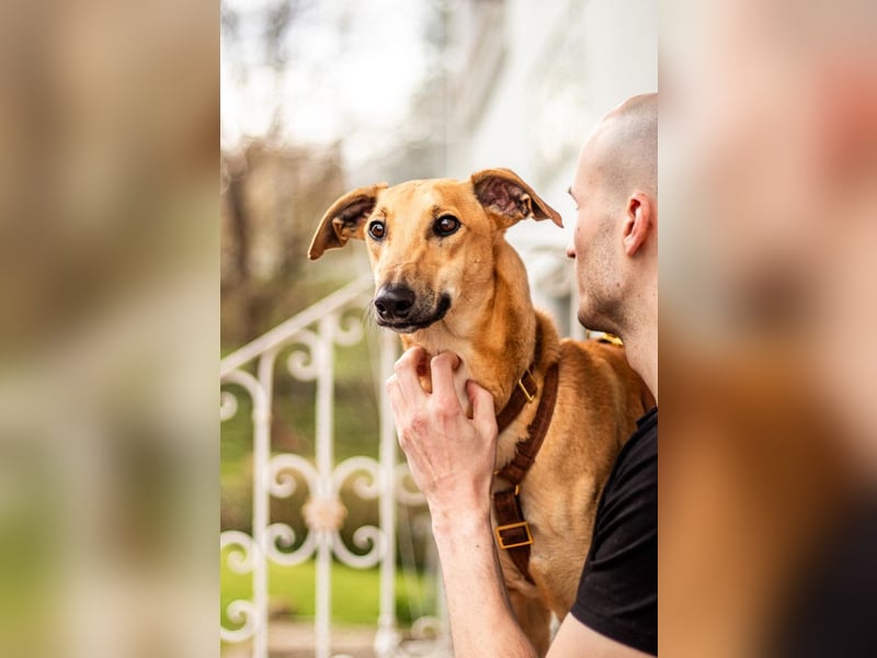 Tornado, sportlicher Gefährte, ca. 8 Monate, ca. 64 cm, ca. 17 kg *in 76316 Malsch *