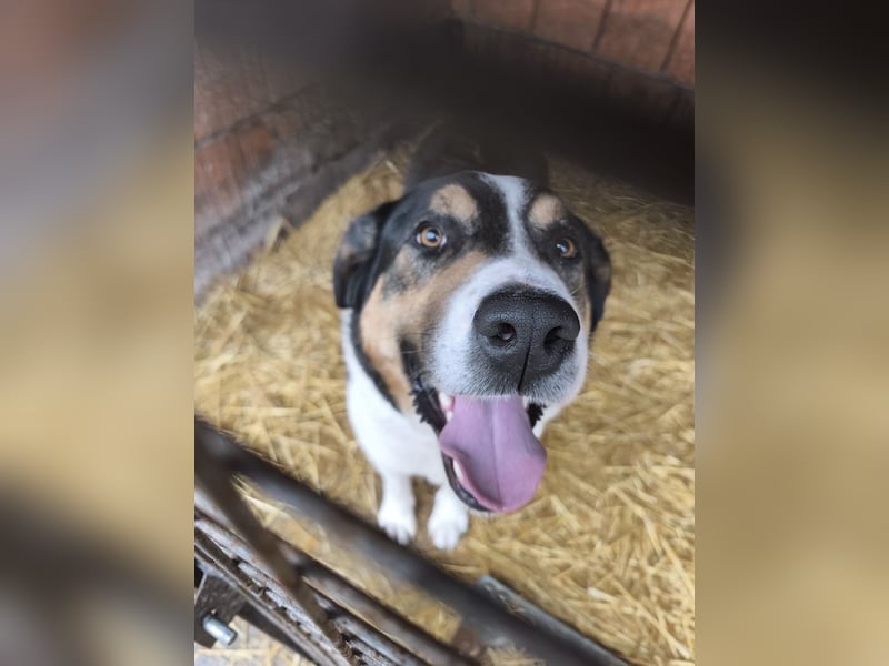 Balu, herzensguter Rüde, ca. 3 Jahre, ca. 70 cm, ca. 36 kg