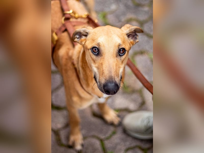 Tornado, sportlicher Gefährte, ca. 8 Monate, ca. 64 cm, ca. 17 kg *in 76316 Malsch *