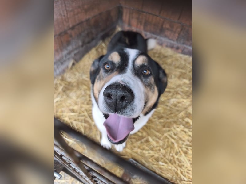 Balu, herzensguter Rüde, ca. 3 Jahre, ca. 70 cm, ca. 36 kg