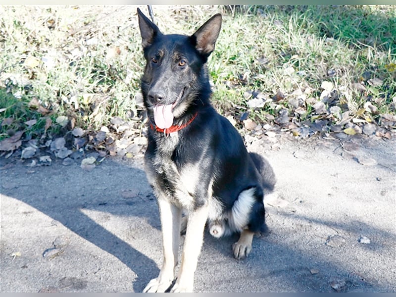 Galoca, cooler Schäferhund-Mix-Rüde, ca. 1 Jahr, ca. 60 cm, ca. 22 kg
