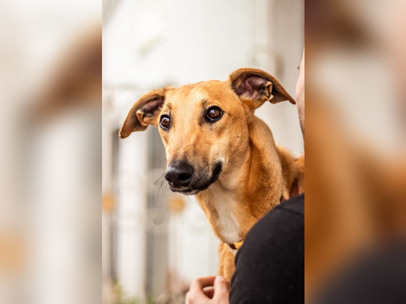 Tornado, sportlicher Gefährte, ca. 8 Monate, ca. 64 cm, ca. 17 kg *in 76316 Malsch *