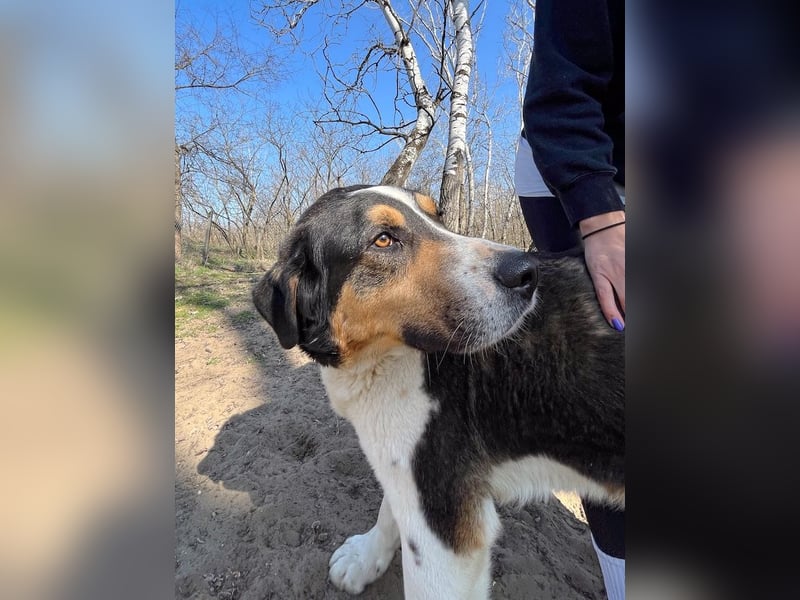 Balu, herzensguter Rüde, ca. 3 Jahre, ca. 70 cm, ca. 36 kg