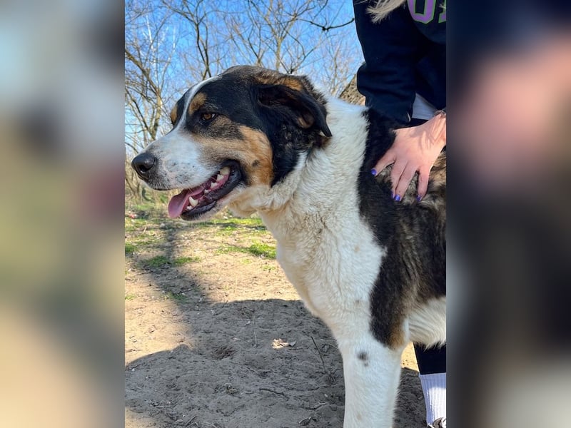 Balu, herzensguter Rüde, ca. 3 Jahre, ca. 70 cm, ca. 36 kg