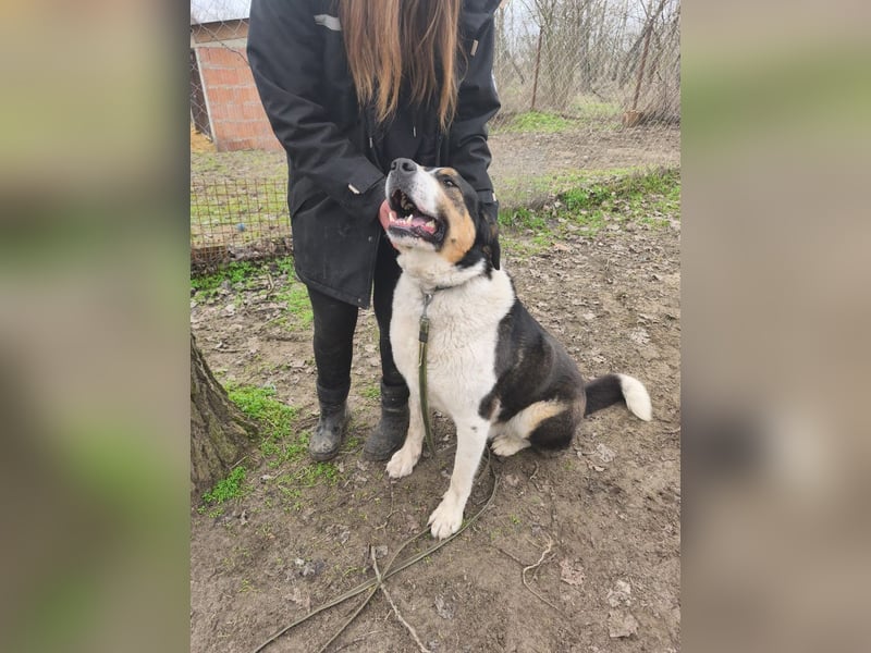 Balu, herzensguter Rüde, ca. 3 Jahre, ca. 70 cm, ca. 36 kg