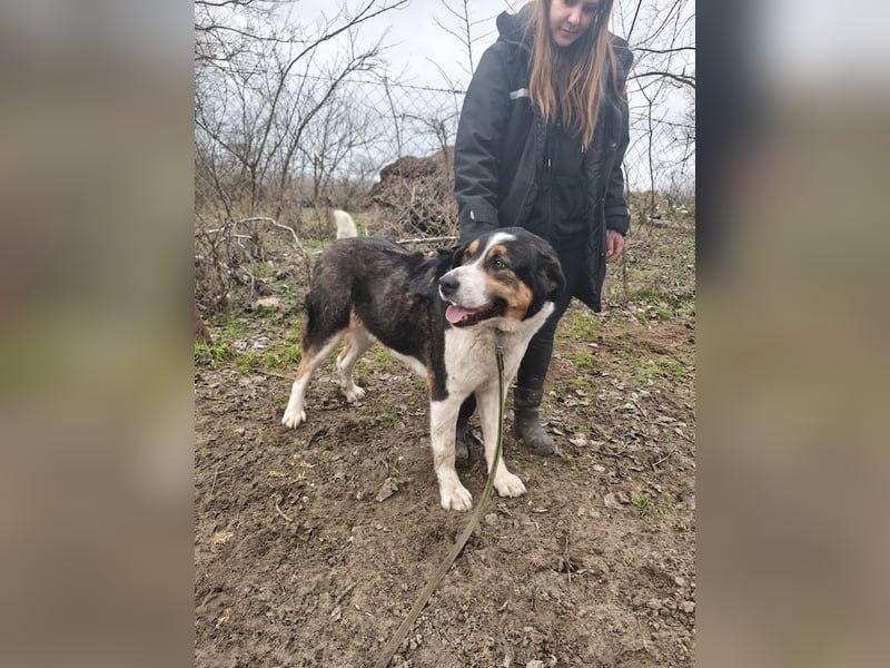 Balu, herzensguter Rüde, ca. 3 Jahre, ca. 70 cm, ca. 36 kg