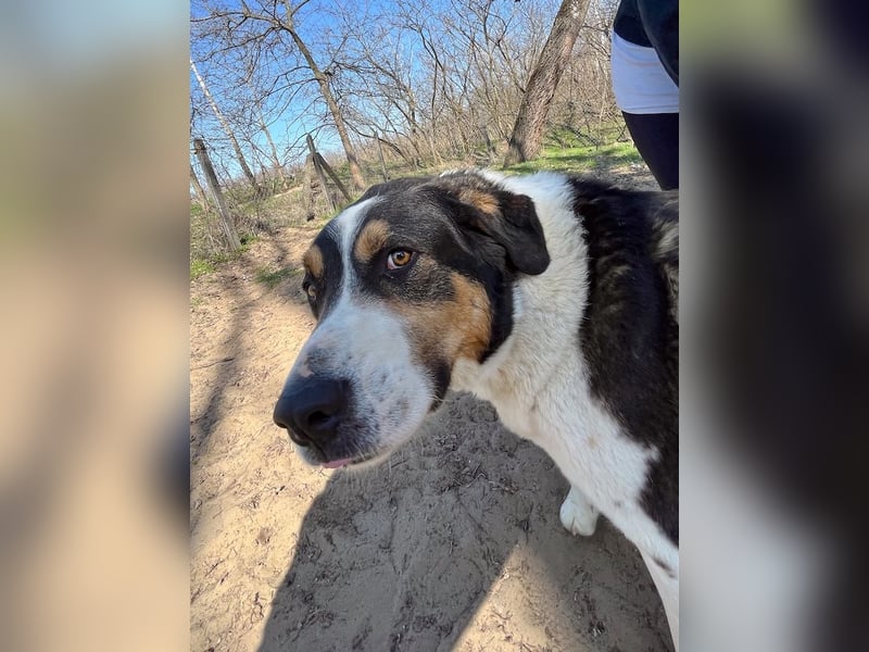 Balu, herzensguter Rüde, ca. 3 Jahre, ca. 70 cm, ca. 36 kg