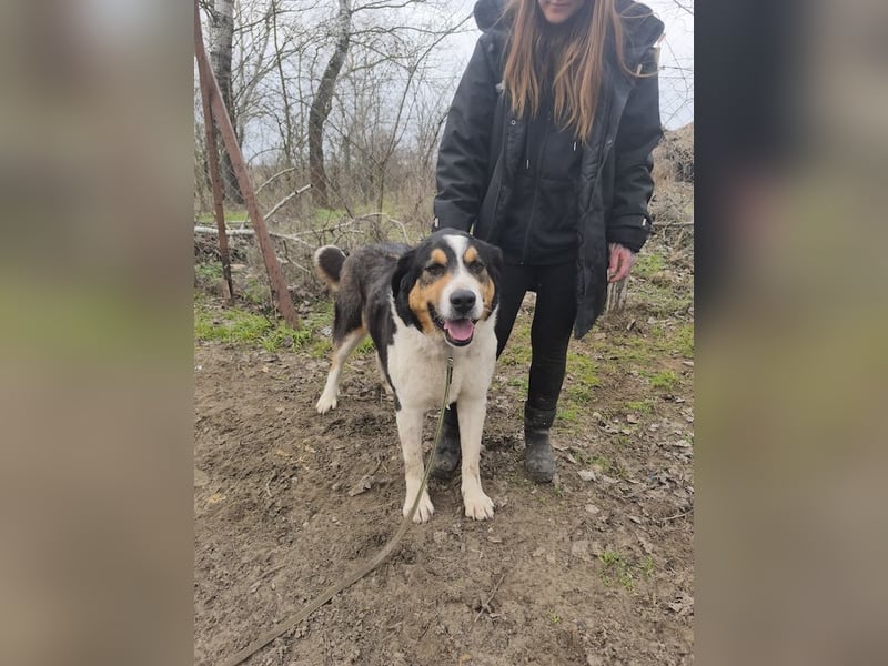 Balu, herzensguter Rüde, ca. 3 Jahre, ca. 70 cm, ca. 36 kg