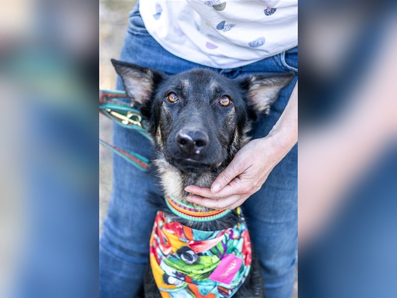 Galoca, cooler Schäferhund-Mix-Rüde, ca. 1 Jahr, ca. 60 cm, ca. 22 kg