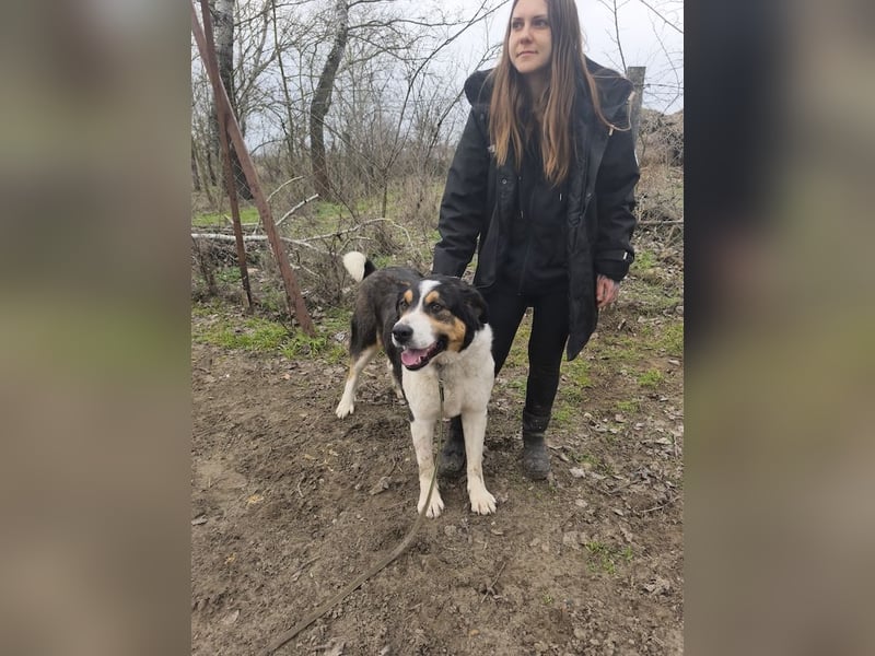 Balu, herzensguter Rüde, ca. 3 Jahre, ca. 70 cm, ca. 36 kg