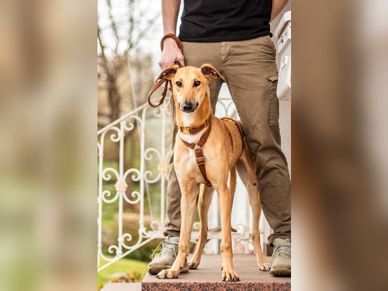 Tornado, sportlicher Gefährte, ca. 8 Monate, ca. 64 cm, ca. 17 kg *in 76316 Malsch *