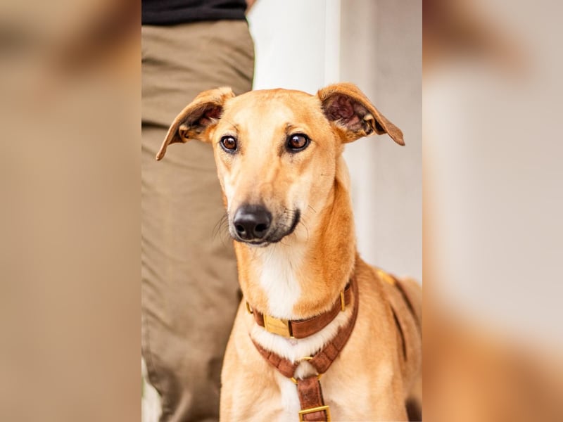 Tornado, sportlicher Gefährte, ca. 8 Monate, ca. 64 cm, ca. 17 kg *in 76316 Malsch *