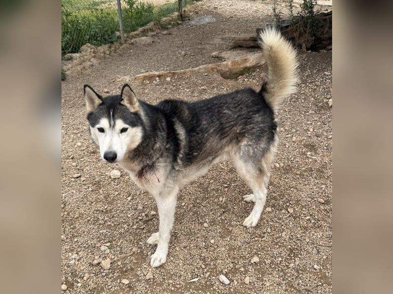 Balto sucht sein Für-immer-Zuhause