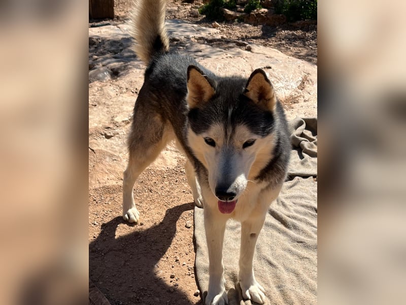 Balto sucht sein Für-immer-Zuhause