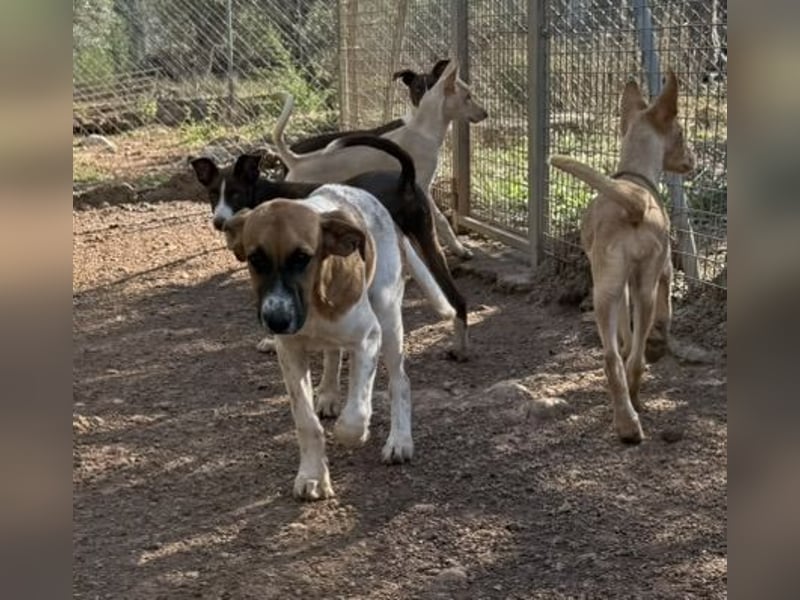 ADAN  große Pfoten noch größeres Herz