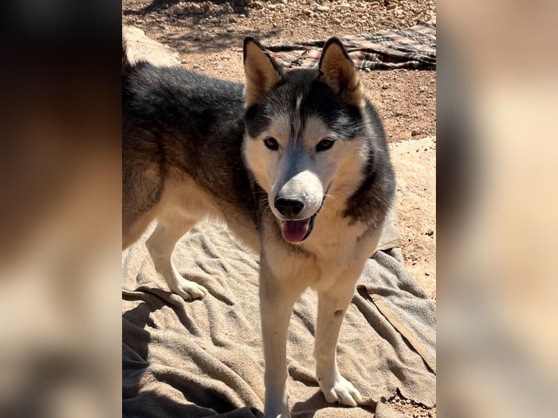 Balto sucht sein Für-immer-Zuhause