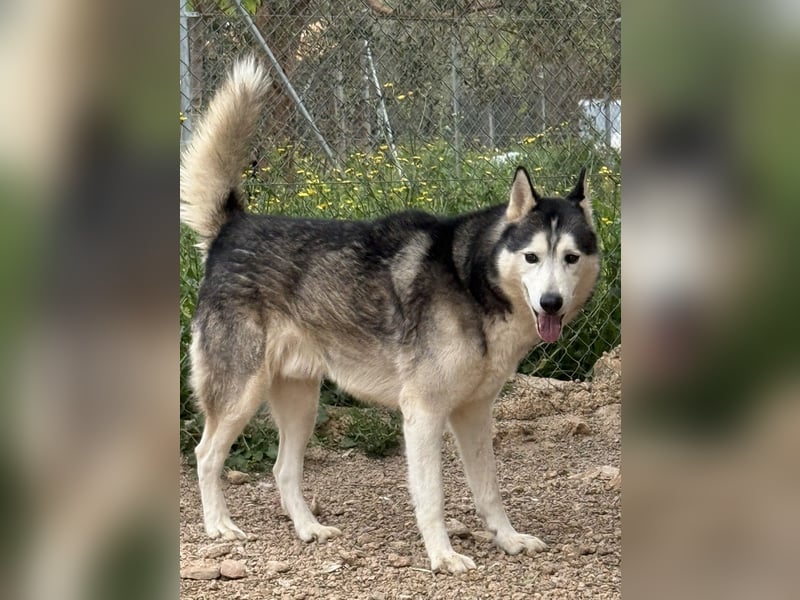 Balto sucht sein Für-immer-Zuhause