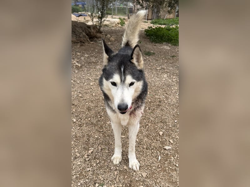 Balto sucht sein Für-immer-Zuhause