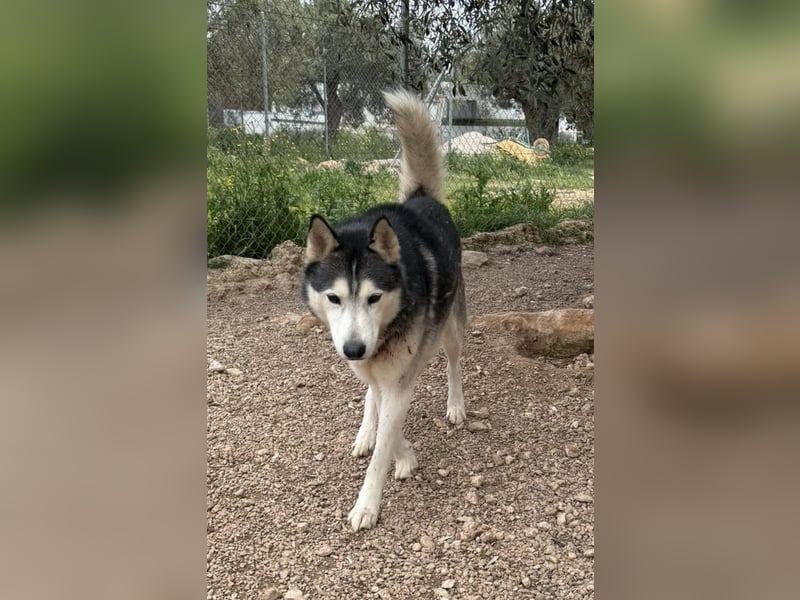 Balto sucht sein Für-immer-Zuhause