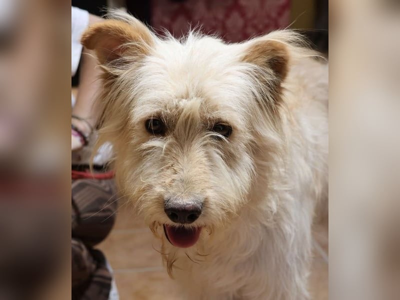 Pelu, vorsichtig, lernwillig, gut sozialisiert