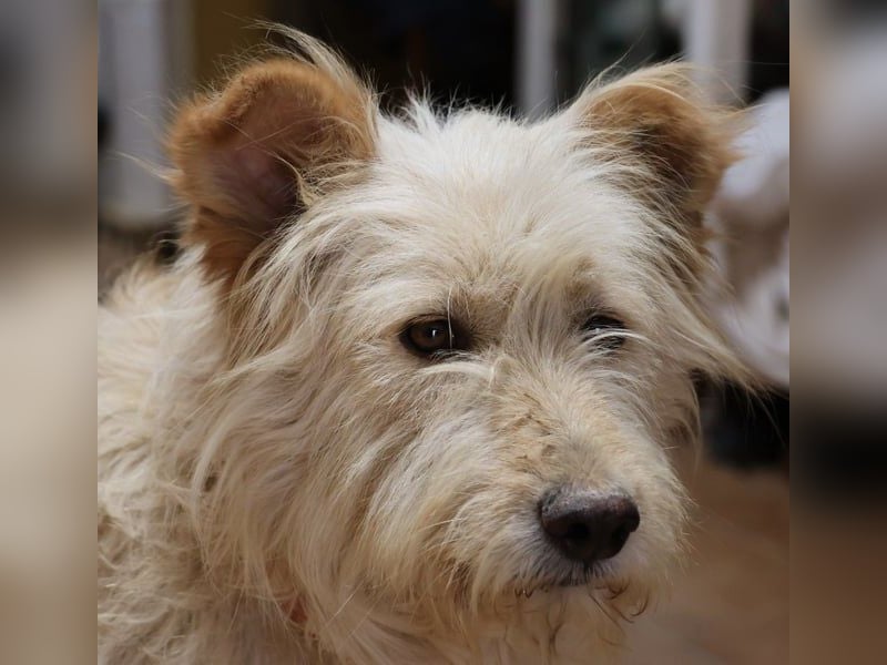 Pelu, vorsichtig, lernwillig, gut sozialisiert