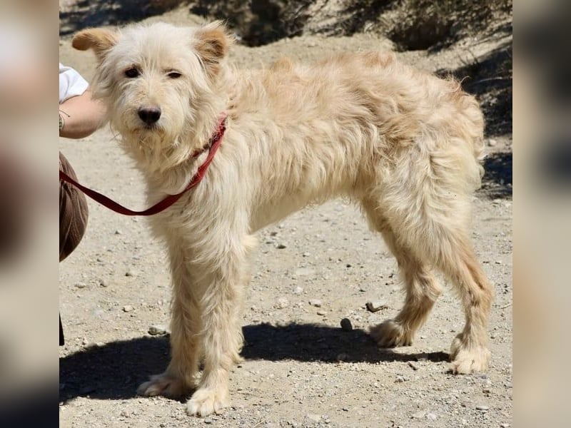 Pelu, vorsichtig, lernwillig, gut sozialisiert