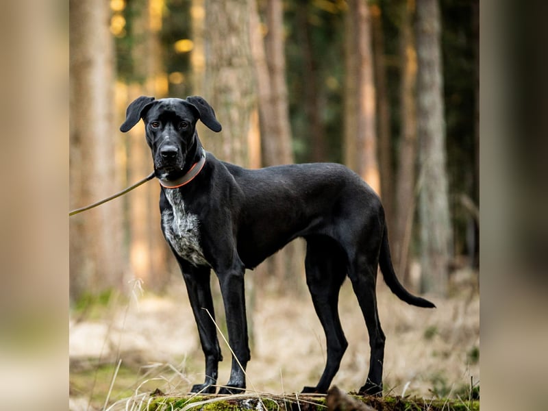 Kaja - ist lernwillig&verspielt