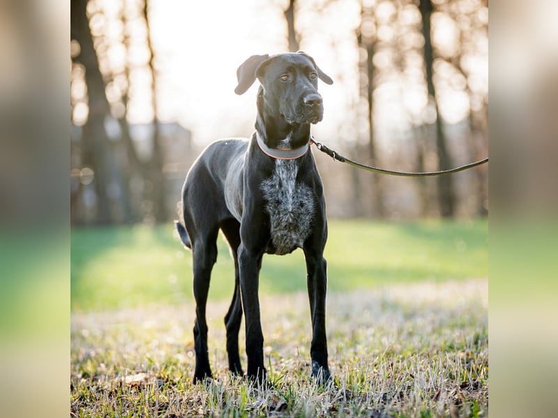 Kaja - ist lernwillig&verspielt