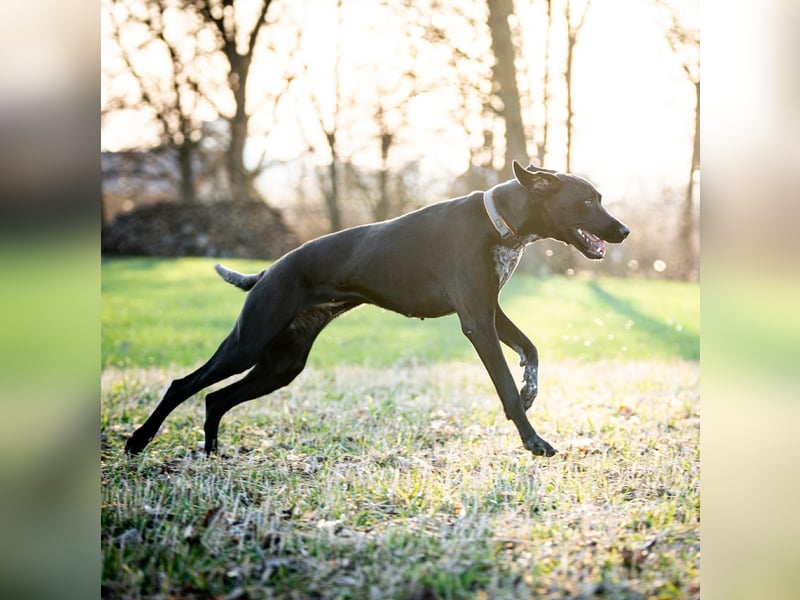 Kaja - ist lernwillig&verspielt