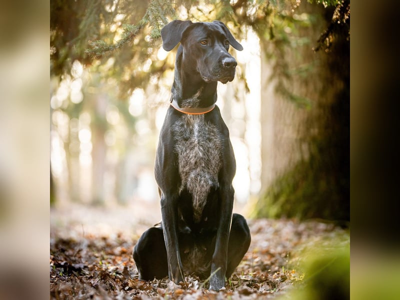 Kaja - ist lernwillig&verspielt