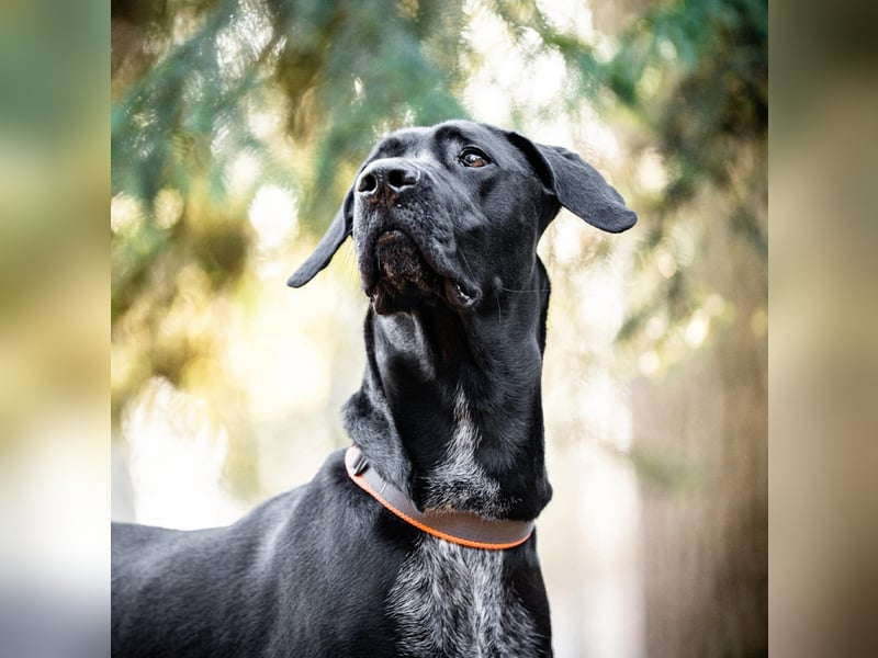 Kaja - ist lernwillig&verspielt