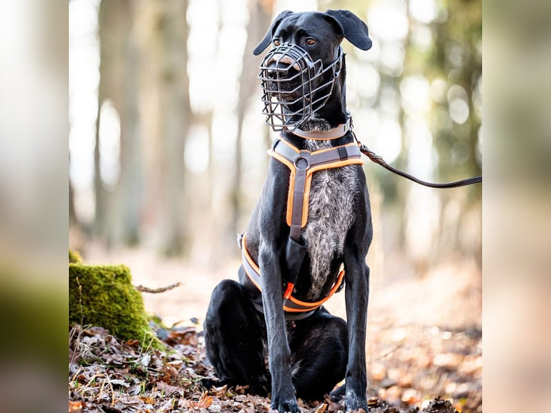 Kaja - ist lernwillig&verspielt