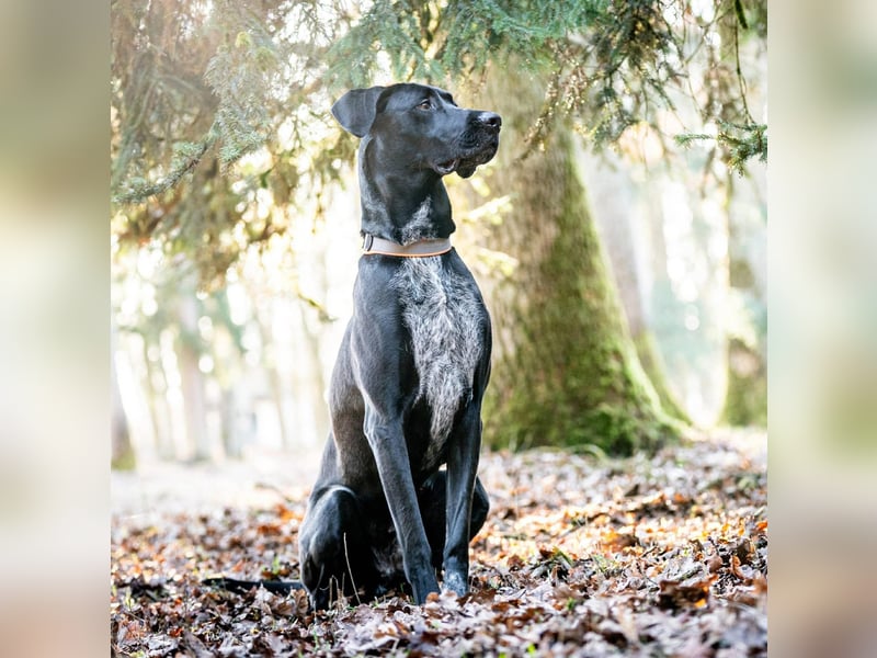 Kaja - ist lernwillig&verspielt