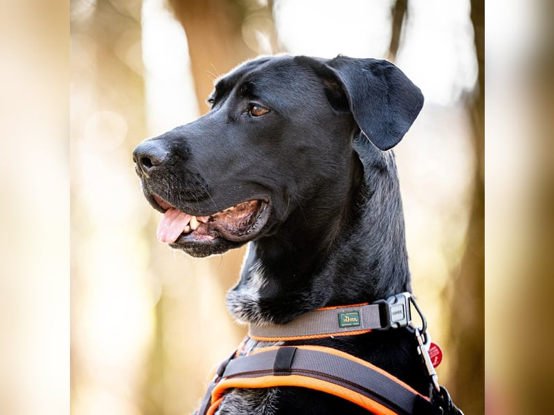 Kaja - ist lernwillig&verspielt