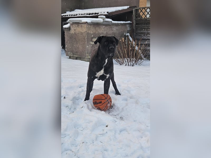 Cane Corso/Dogo Canario Deckrüde
