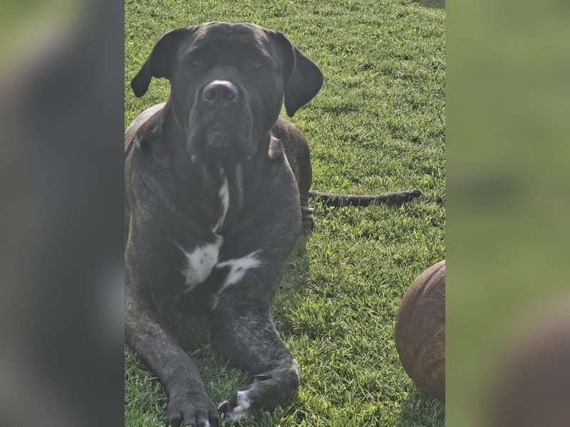 Cane Corso/Dogo Canario Deckrüde