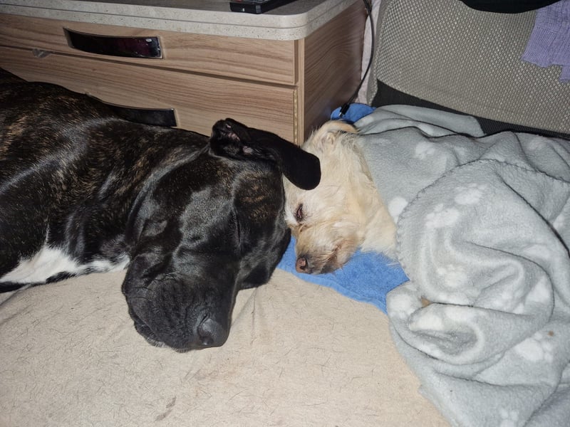 Cane Corso/Dogo Canario Deckrüde