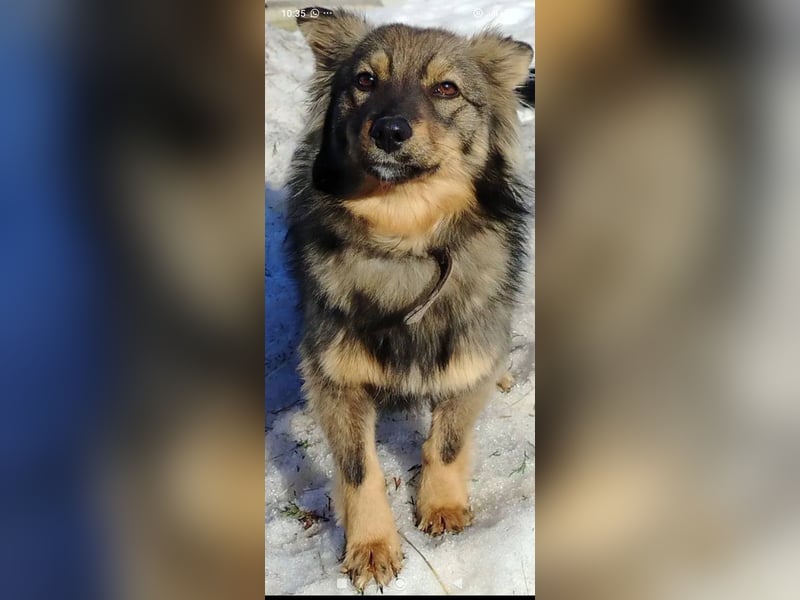 Greta sucht ihr Für -immer -Zuhause ❤️❤️❤️