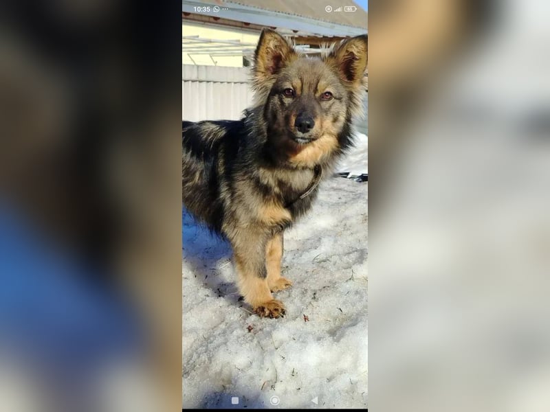 Greta sucht ihr Für -immer -Zuhause ❤️❤️❤️