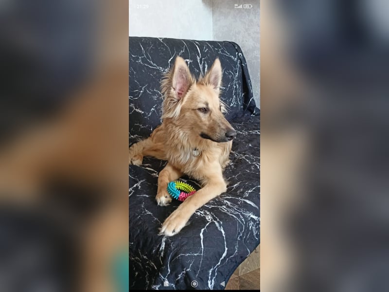 Bertha sucht ihr Für -immer -Zuhause ❤️❤️❤️