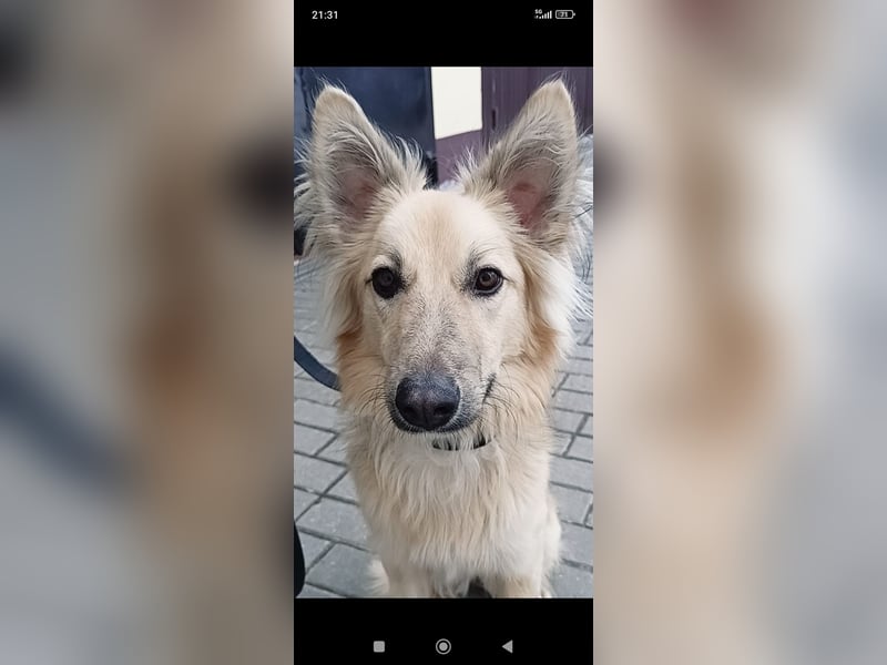 Bertha sucht ihr Für -immer -Zuhause ❤️❤️❤️